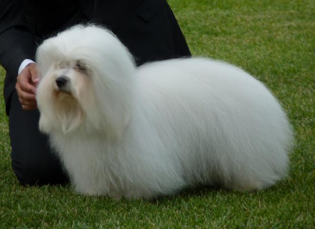 Coton de Tulear