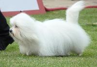 Criadores de cães Coton de Tuléar