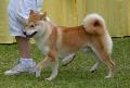 Shiba Inu