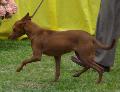 Podengo Andaluz