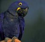 Aves