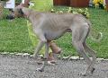 Galgo Árabe
