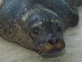 Foca