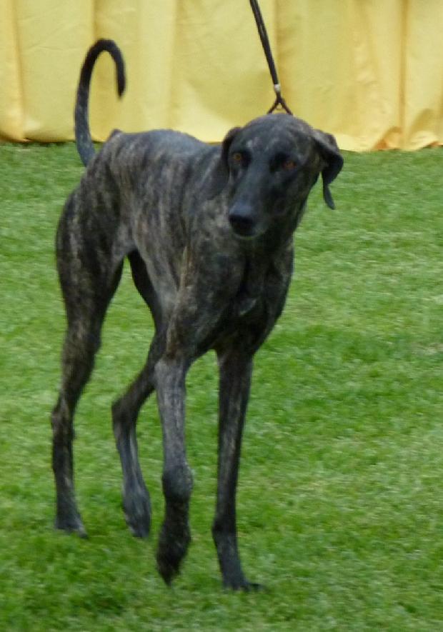 Galgo Árabe