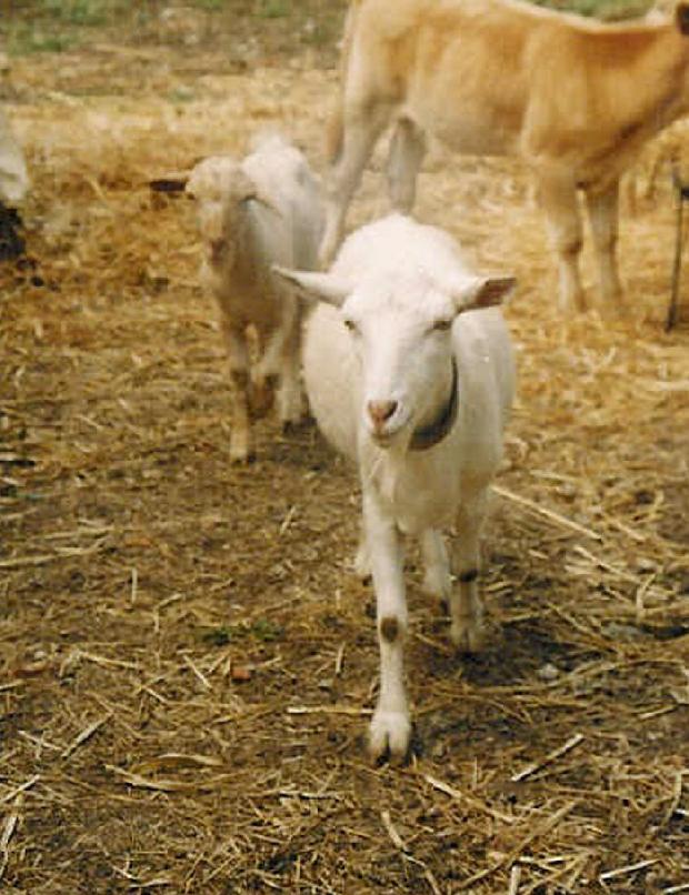 Cabras