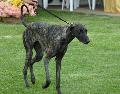 Galgo Árabe