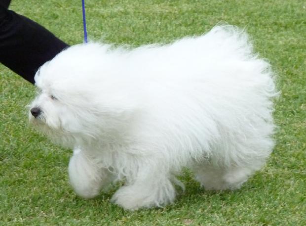 Bichon Bolonhês