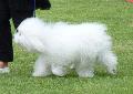 Bichon Bolonhês