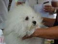 Bichon Bolonhês