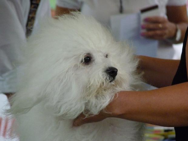 Bichon Bolonhês