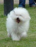 Bichon Bolonhês