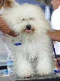 Criadores de cães Bichon Bolonhês