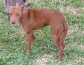 Podengo Andaluz