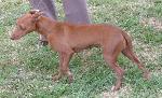 Cães