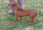 Podengo Andaluz