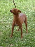 Podengo Andaluz