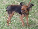 Cães