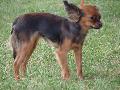 Pequeno Cão Russo