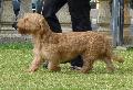 Basset Fauve de Bretagne