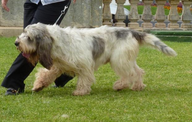 Grand Basset Griffon Vendéen