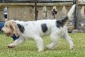 Grand Basset Griffon Vendéen