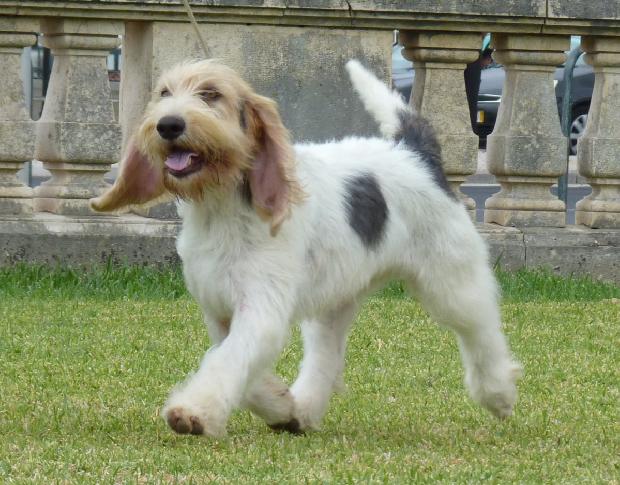 Grand Basset Griffon Vendéen