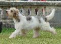 Grand Basset Griffon Vendéen