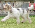 Grand Basset Griffon Vendéen
