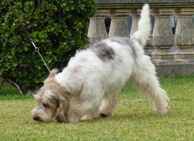 Grand Basset Griffon Vendéen
