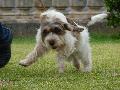 Petit Basset Griffon Vendéen