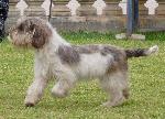 Petit Basset Griffon Vendéen