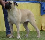 Cães