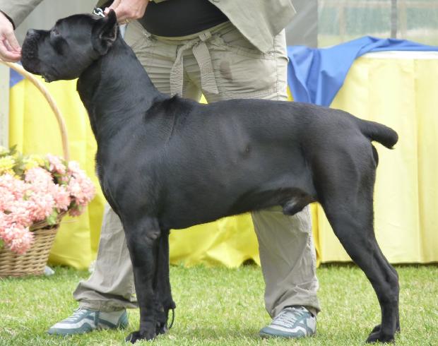 Cane Corso Italiano