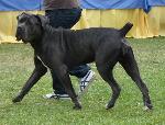 Criadores de cães Corso Italiano