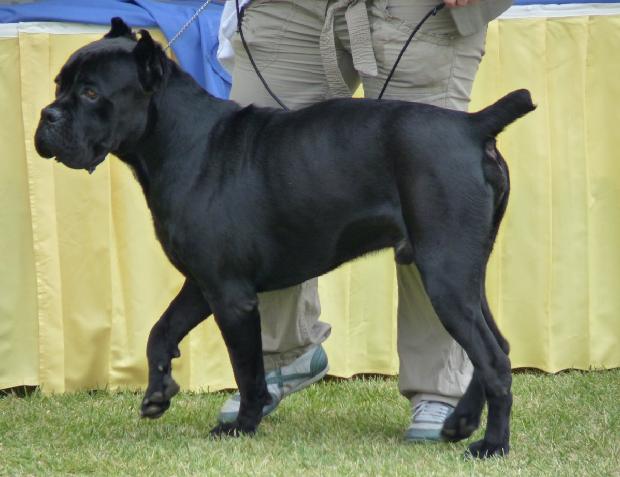 Cane Corso Italiano