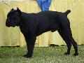 Cane Corso Italiano
