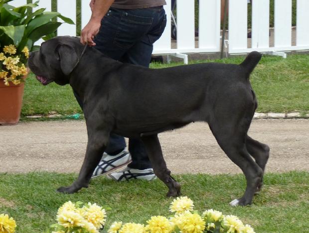 Cane Corso Italiano