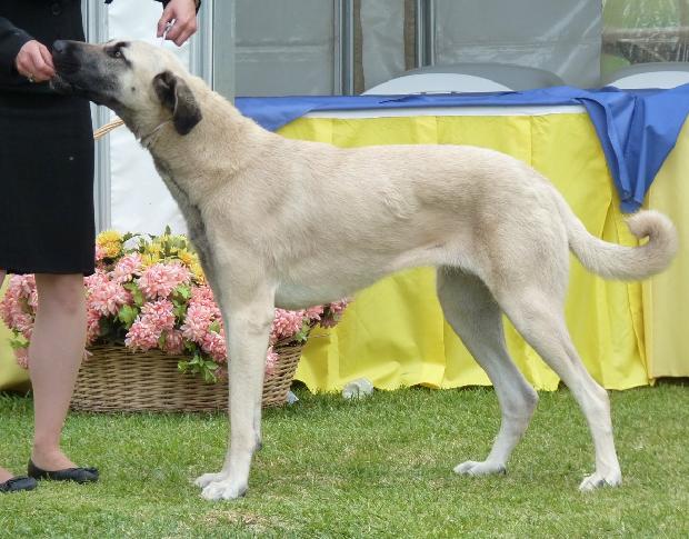 Cão de Pastor da Anatólia