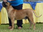 Cães