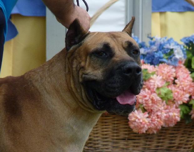 Dogue Canário