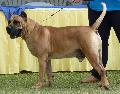 Dogue Canário