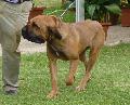 Fila Brasileiro