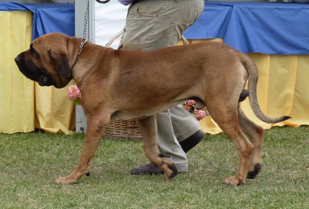 Fila Brasileiro