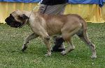 Cães