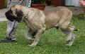 Fila Brasileiro