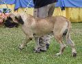 Fila Brasileiro