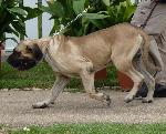 Cães