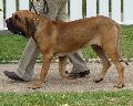 Fila Brasileiro