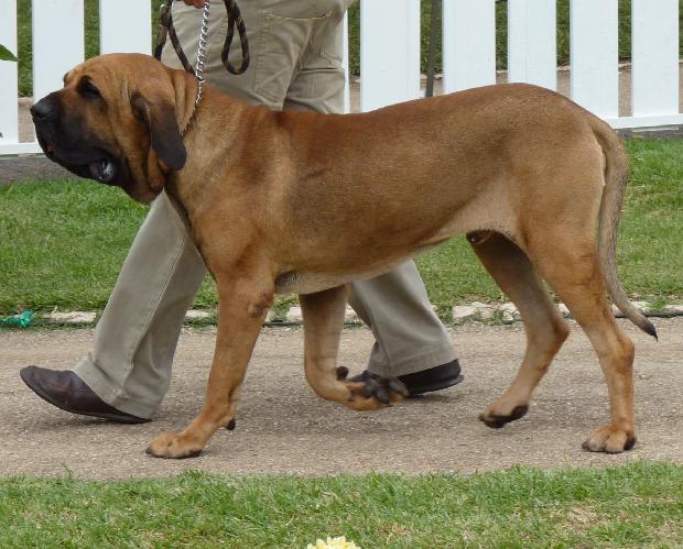 Fila Brasileiro