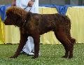Dogue do Tibete